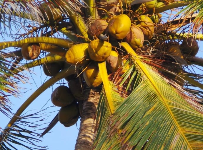 Brytyjskie supermarkety rezygnują ze sprzedaży wyrobów z kokosów zbieranych przez małpy