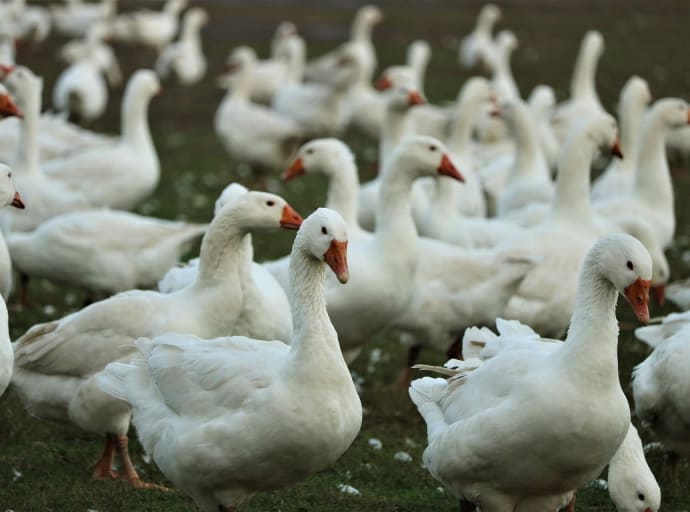 Ptasia grypa: wszystkie ptaki hodowlane muszą być trzymane w zamkniętych pomieszczeniach